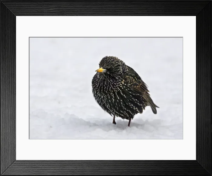 Framed Print : European Starling - in snow - fluffed up against cold. Alsace - France