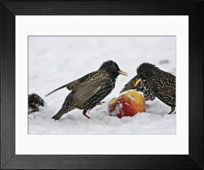 Framed Print : European Starlings - in snow feeding on apple. Alsace - France Framed Print : European Starlings - in snow feeding on apple. Alsace - France