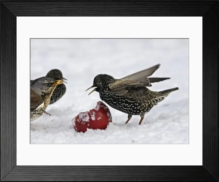 Framed Print : European Starlings - in snow feeding on apple. Alsace - France Framed Print : European Starlings - in snow feeding on apple. Alsace - France
