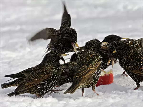 European Starlings - in snow squabbling over apple. Alsace - France