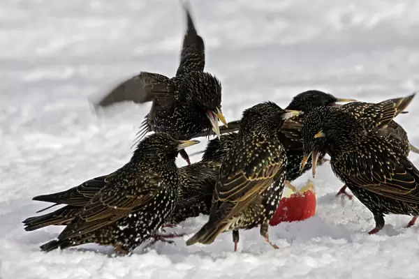 European Starlings - in snow squabbling over apple. Alsace - France