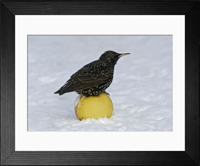 Framed Print : European Starling - in snow sitting on apple. Alsace - France Framed Print : European Starling - in snow sitting on apple. Alsace - France