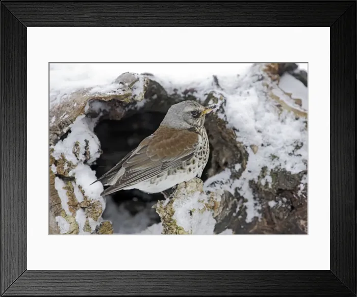 Framed Print : Fieldfare - in snow. Alsace - France Framed Print : Fieldfare - in snow. Alsace - France