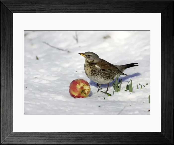 Framed Print : Fieldfare - in snow feeding on apple. Alsace - France Framed Print : Fieldfare - in snow feeding on apple. Alsace - France