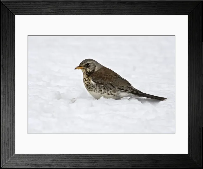 Framed Print : Fieldfare - in snow. Alsace - France Framed Print : Fieldfare - in snow. Alsace - France