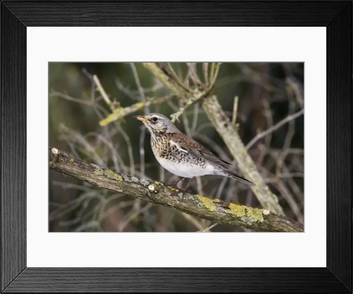 Framed Print : Fieldfare. Alsace - France Framed Print : Fieldfare. Alsace - France