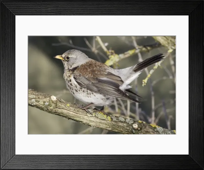 Framed Print : Fieldfare. Alsace - France Framed Print : Fieldfare. Alsace - France