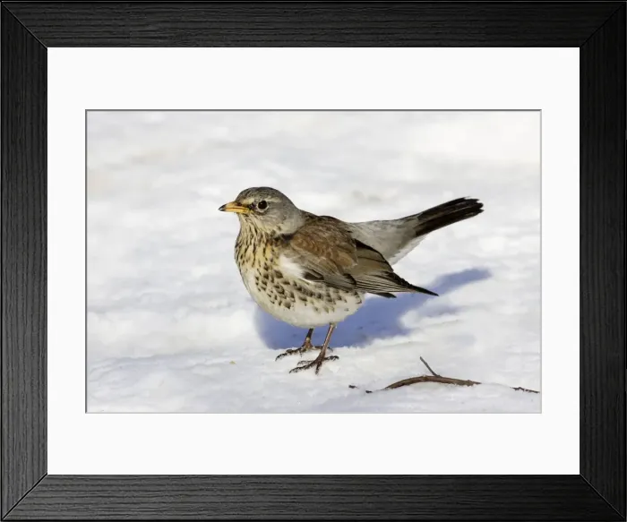 Framed Print : Fieldfare - in snow. Alsace - France Framed Print : Fieldfare - in snow. Alsace - France