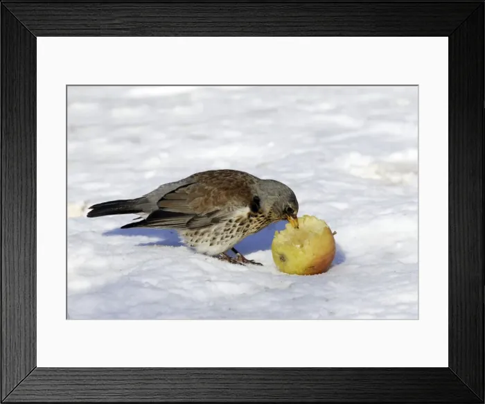 Framed Print : Fieldfare - in snow feeding on apple. Alsace - France Framed Print : Fieldfare - in snow feeding on apple. Alsace - France