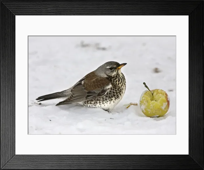 Framed Print : Fieldfare - in snow feeding on apple. Alsace - France Framed Print : Fieldfare - in snow feeding on apple. Alsace - France