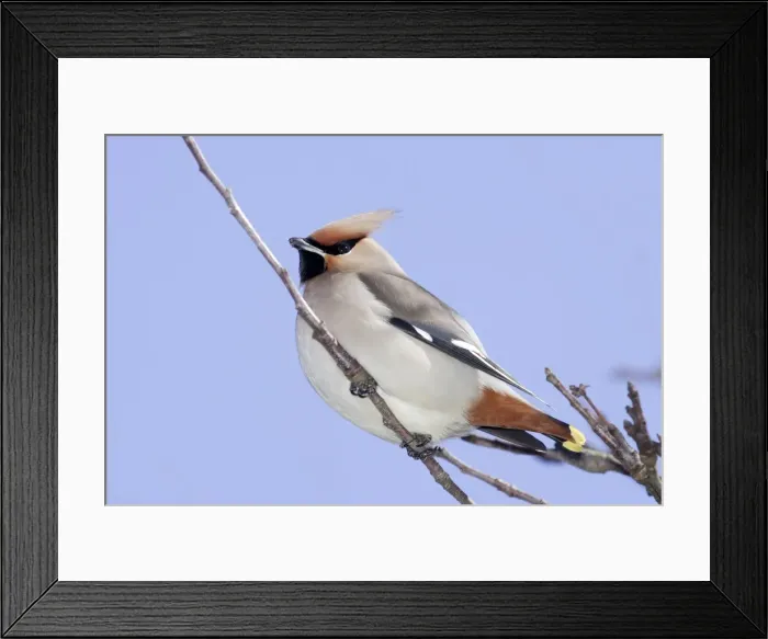 Framed Print : Waxwing. Alsace - France Framed Print : Waxwing. Alsace - France