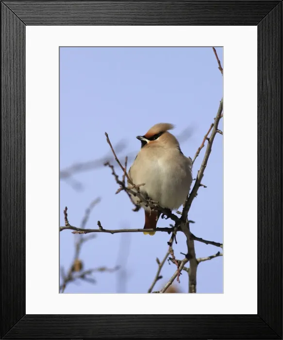 Framed Print : Waxwing. Alsace - France Framed Print : Waxwing. Alsace - France