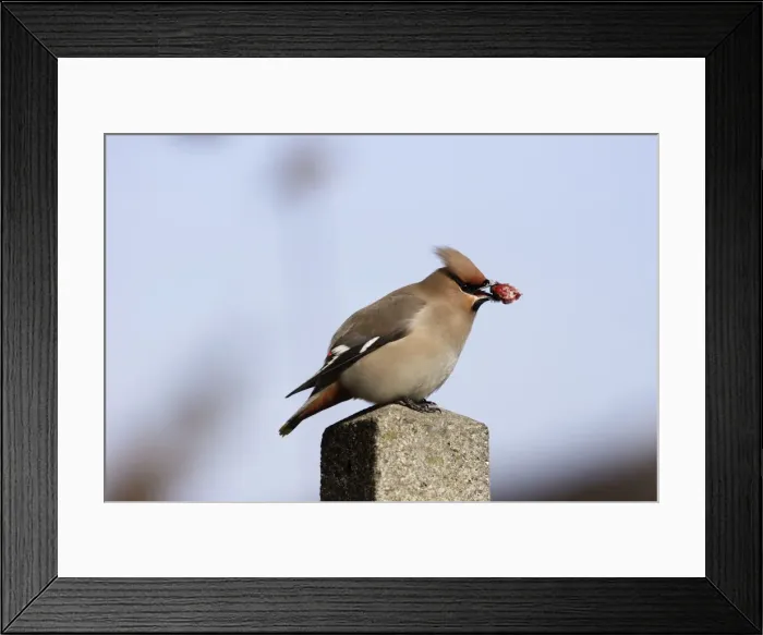 Framed Print : Waxwing - with berry in beak. Alsace - France Framed Print : Waxwing - with berry in beak. Alsace - France