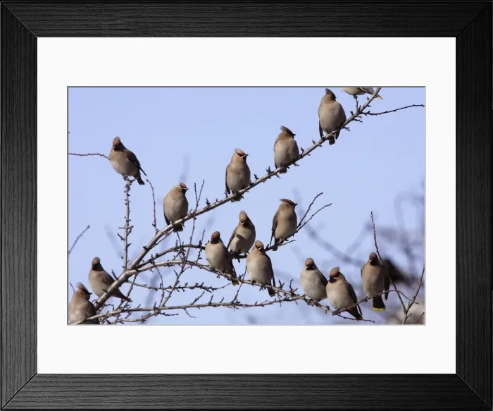 Framed Print : Waxwing - flock in tree. Alsace - France Framed Print : Waxwing - flock in tree. Alsace - France