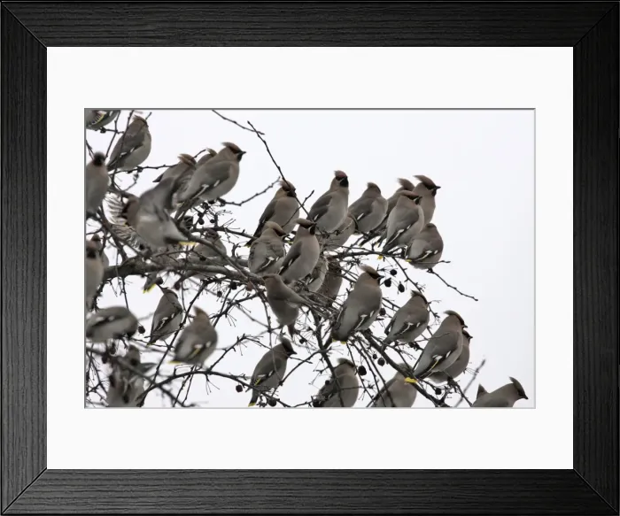 Framed Print : Waxwing - flock in tree. Alsace - France Framed Print : Waxwing - flock in tree. Alsace - France