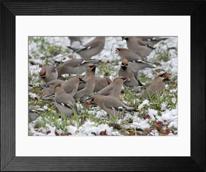 Framed Print : Waxwing - flock on ground in snow feeding on berries of Celtis occidentalis. Alsace - France Framed Print : Waxwing - flock on ground in snow feeding on berries of Celtis occidentalis. Alsace - France