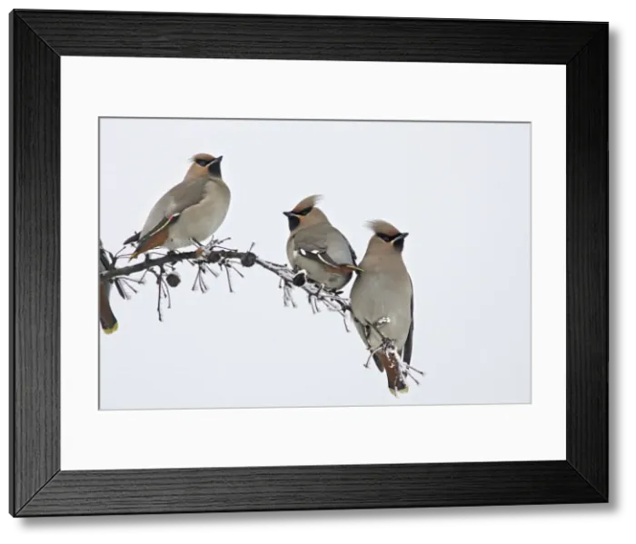Framed Print : Waxwing - flock feeding on berries of Celtis occidentalis. Alsace - France Framed Print : Waxwing - flock feeding on berries of Celtis occidentalis. Alsace - France