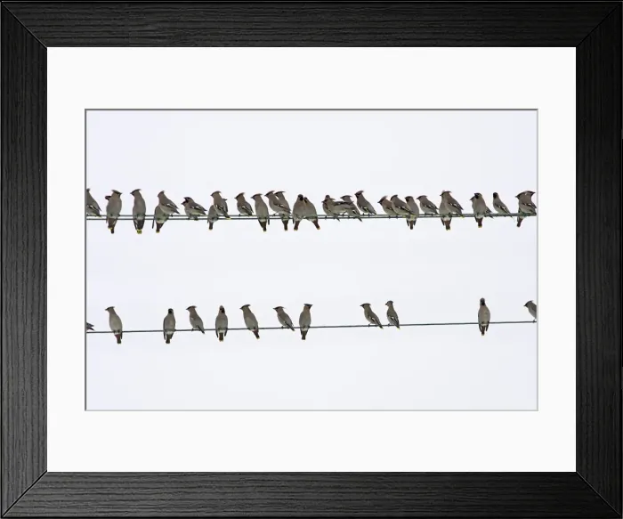 Framed Print : Waxwing - flock resting on wires. Alsace - France Framed Print : Waxwing - flock resting on wires. Alsace - France