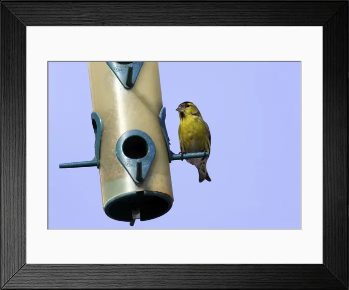Framed Print : Siskin - feeding on birdfeeder. Alsace - France Framed Print : Siskin - feeding on birdfeeder. Alsace - France
