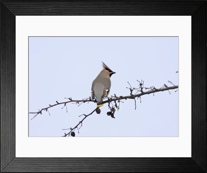 Framed Print : Waxwing. Alsace - France Framed Print : Waxwing. Alsace - France