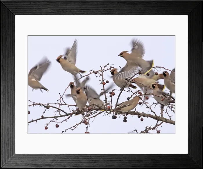 Framed Print : Waxwing - flock taking off from branch. Alsace - France Framed Print : Waxwing - flock taking off from branch. Alsace - France