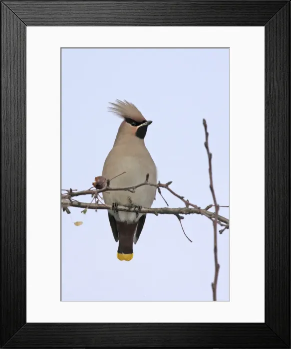 Framed Print : Waxwing. Alsace - France