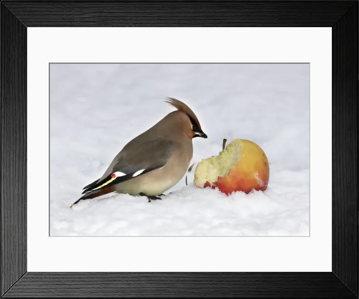 Framed Print : Waxwing - in snow. Alsace - France Framed Print : Waxwing - in snow. Alsace - France