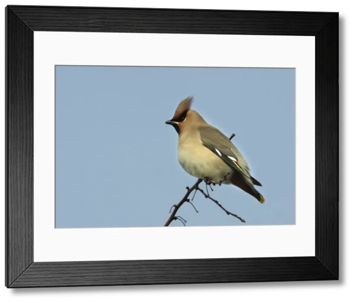 Framed Print : Waxwing. Alsace - France Framed Print : Waxwing. Alsace - France