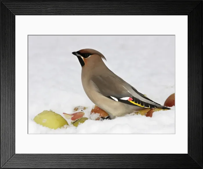 Framed Print : Waxwing - in snow. Alsace - France Framed Print : Waxwing - in snow. Alsace - France