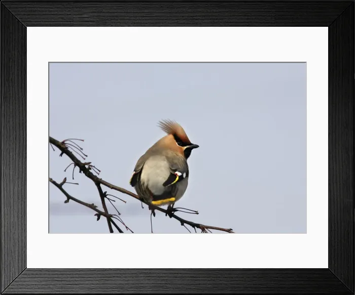 Framed Print : Waxwing. Alsace - France Framed Print : Waxwing. Alsace - France