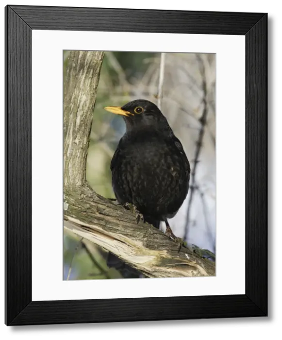 Framed Print : Blackbird. Alsace - France Framed Print : Blackbird. Alsace - France