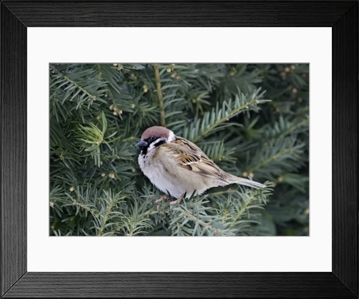 Framed Print : Tree Sparrow. Alsace - France Framed Print : Tree Sparrow. Alsace - France