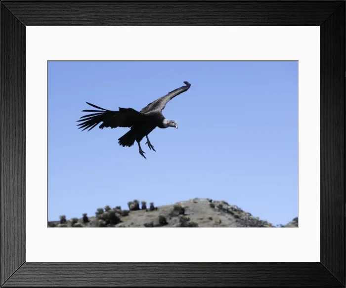 Framed Print : Andean Condor. The Andes - Merida - Pico de Aguila (Eagle's Peak) - Venezuela Framed Print : Andean Condor. The Andes - Merida - Pico de Aguila (Eagle's Peak) - Venezuela