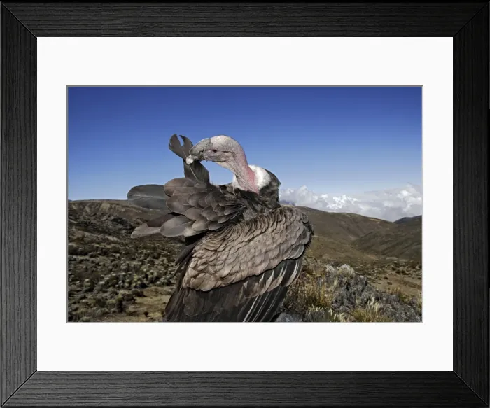 Framed Print : Andean Condor. The Andes - Merida - Pico de Aguila (Eagle's Peak) - Venezuela Framed Print : Andean Condor. The Andes - Merida - Pico de Aguila (Eagle's Peak) - Venezuela