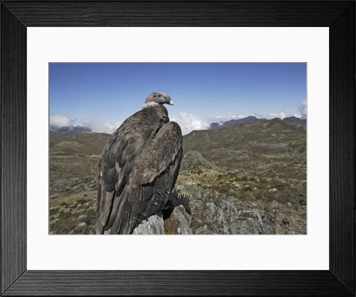 Framed Print : Andean Condor. The Andes - Merida - Pico de Aguila (Eagle's Peak) - Venezuela Framed Print : Andean Condor. The Andes - Merida - Pico de Aguila (Eagle's Peak) - Venezuela