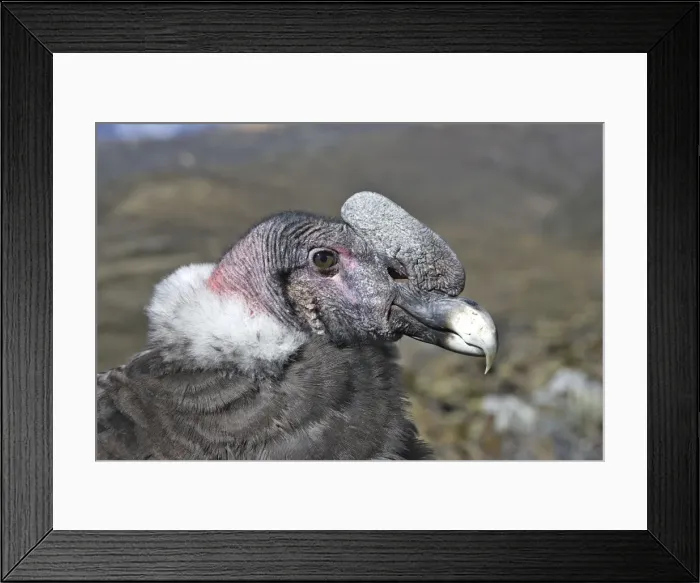 Framed Print : Andean Condor. The Andes - Merida - Pico de Aguila (Eagle's Peak) - Venezuela Framed Print : Andean Condor. The Andes - Merida - Pico de Aguila (Eagle's Peak) - Venezuela