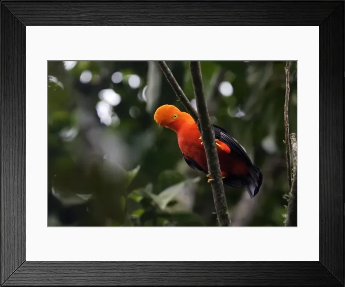 Framed Print : Andean Cock of the rock. Andes - Merida - Venezuela Framed Print : Andean Cock of the rock. Andes - Merida - Venezuela