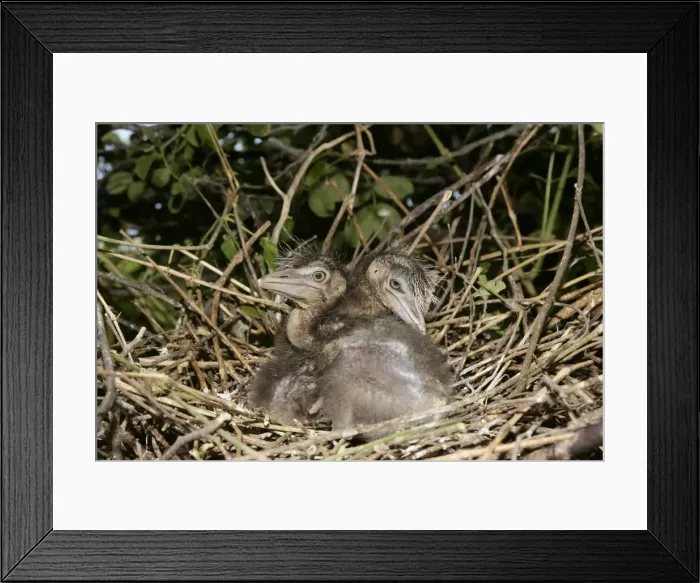 Framed Print : Black-crowned Night-Heron - two chicks at nest. Venezuela Framed Print : Black-crowned Night-Heron - two chicks at nest. Venezuela