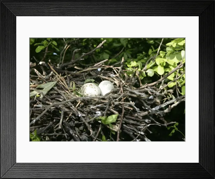 Framed Print : Black-crowned Night-Heron - eggs in nest. Venezuela Framed Print : Black-crowned Night-Heron - eggs in nest. Venezuela