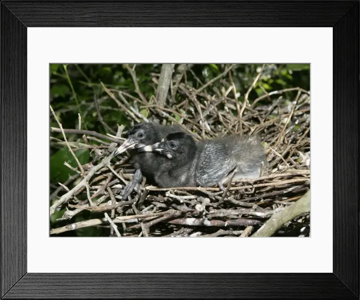 Framed Print : Scarlet Ibis - two chicks in nest. Venezuela Framed Print : Scarlet Ibis - two chicks in nest. Venezuela