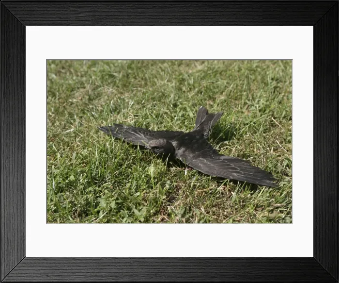 Framed Print : Swift - young which has fallen from nest and is unable to fly Framed Print : Swift - young which has fallen from nest and is unable to fly