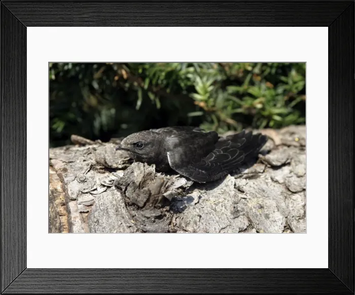 Framed Print : Swift - young which has fallen from nest and is unable to fly. Alsace - France Framed Print : Swift - young which has fallen from nest and is unable to fly. Alsace - France