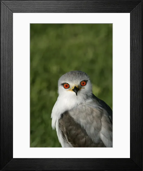 Framed Print : Black-winged / Black-shouldered Kite Framed Print : Black-winged / Black-shouldered Kite