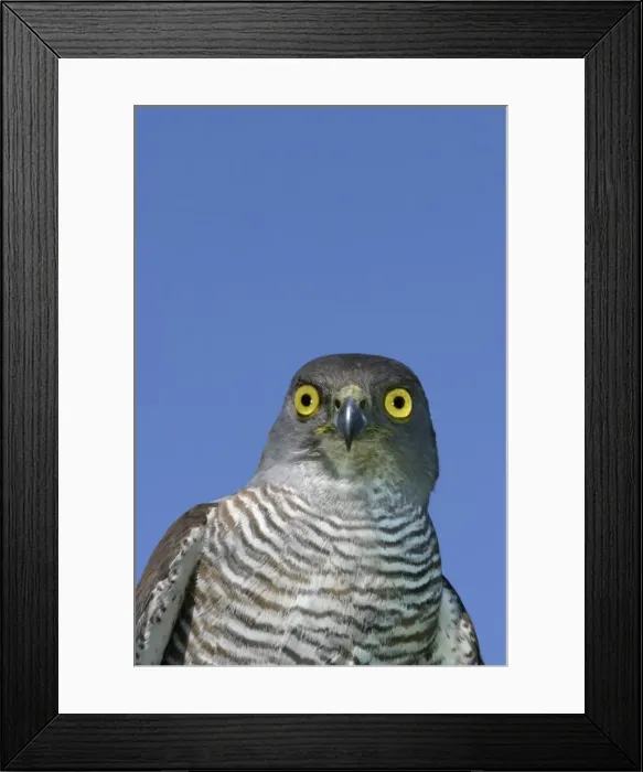 Framed Print : African Goshawk. South Africa Framed Print : African Goshawk. South Africa