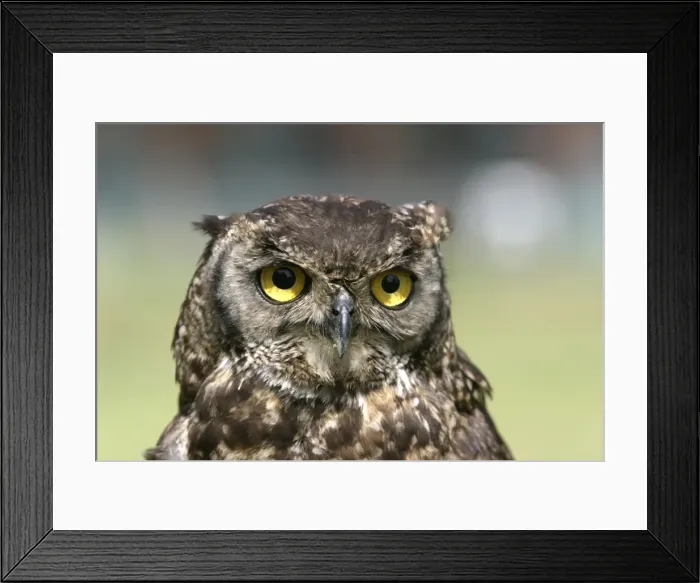 Framed Print : Cape Eagle Owl. South Africa. Africa Framed Print : Cape Eagle Owl. South Africa. Africa