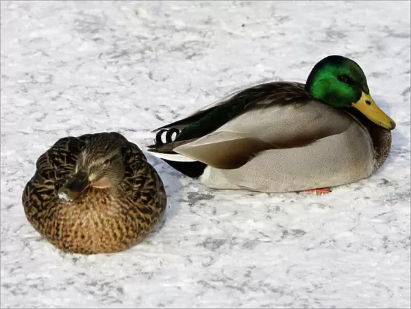 Mallard - pair in resting in snow