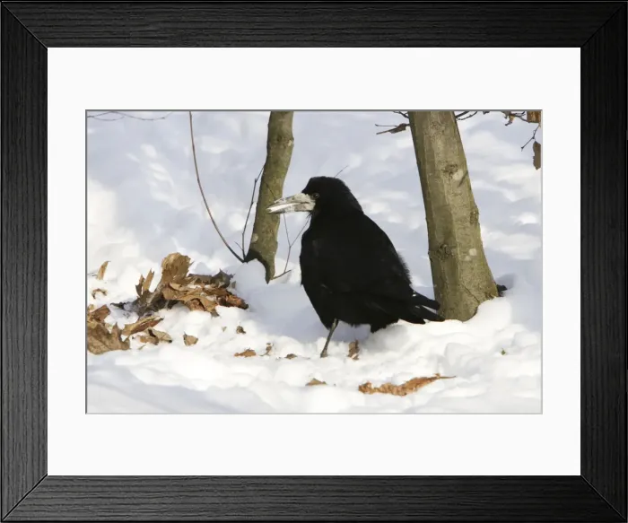 Framed Print : Rook - in snow Framed Print : Rook - in snow