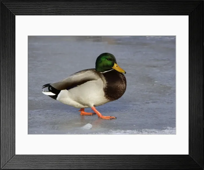 Framed Print : Mallard - drake walking on ice Framed Print : Mallard - drake walking on ice