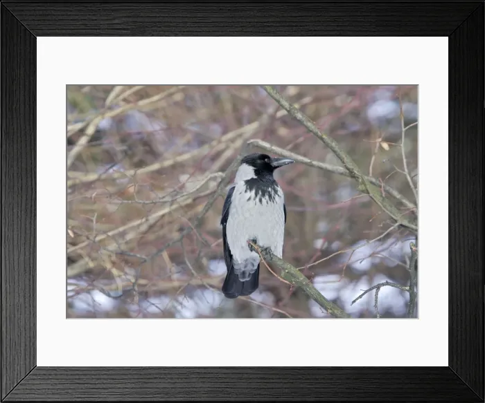 Framed Print : Hooded Crow Framed Print : Hooded Crow