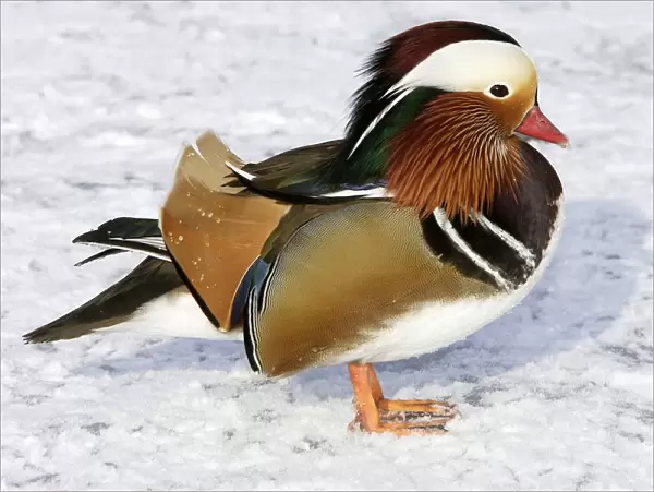 Mandarin Duck - male